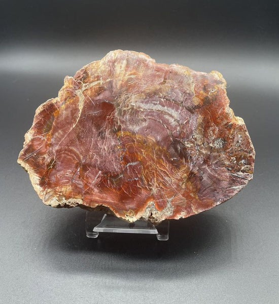 Natural Beauty: Petrified Wood Polished Slice /Natural Fossil Wood Carousel 1