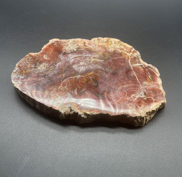 Natural Beauty: Petrified Wood Polished Slice /Natural Fossil Wood Carousel 2