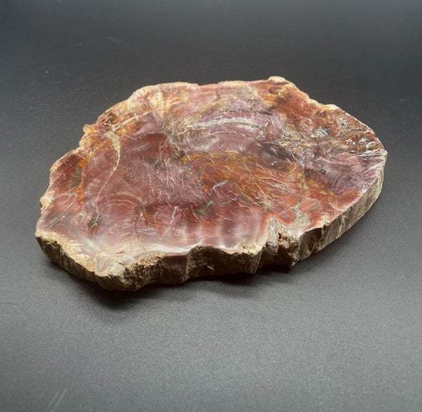 Natural Beauty: Petrified Wood Polished Slice /Natural Fossil Wood Carousel 4