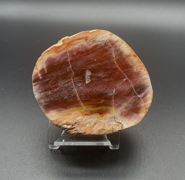 Natural Beauty: Petrified Wood Polished Slice /Natural Fossil Wood Carousel 1