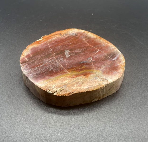 Natural Beauty: Petrified Wood Polished Slice /Natural Fossil Wood Carousel 4