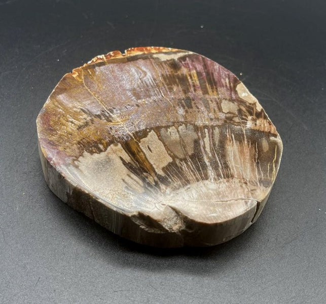 Natural Beauty: Petrified Wood Polished Slice /Natural Fossil Wood Carousel 1