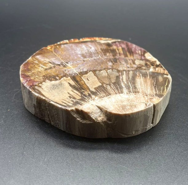 Natural Beauty: Petrified Wood Polished Slice /Natural Fossil Wood Carousel 2