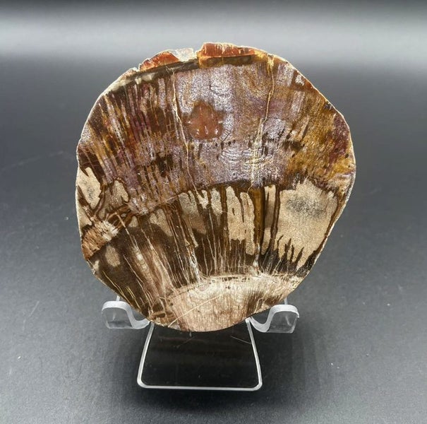 Natural Beauty: Petrified Wood Polished Slice /Natural Fossil Wood Carousel 4