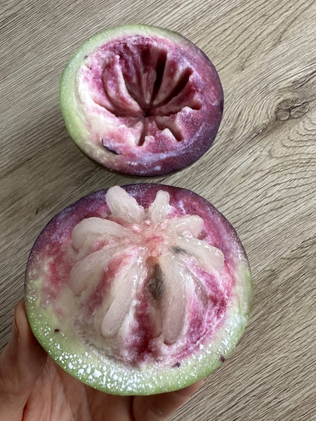 Purple Star Apple Carousel 1