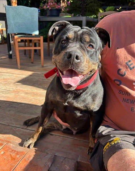 Meg - Good with Other Dogs, Cats and Children Carousel 2