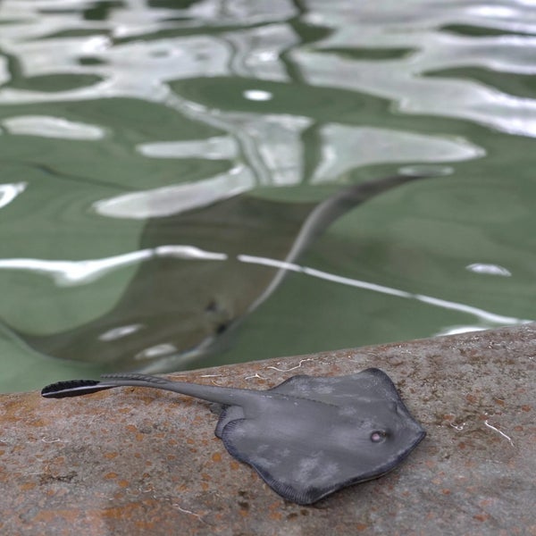 Safari Ltd Sting Ray XL Carousel 7