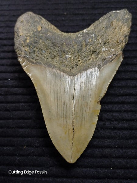 Megalodon Fossil Shark Tooth - 127.3mm / 5.0" Carousel 1