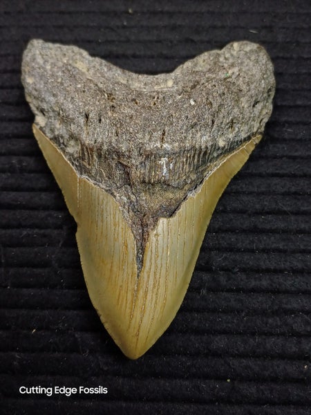 Megalodon Fossil Shark Tooth - 127.3mm / 5.0" Carousel 2
