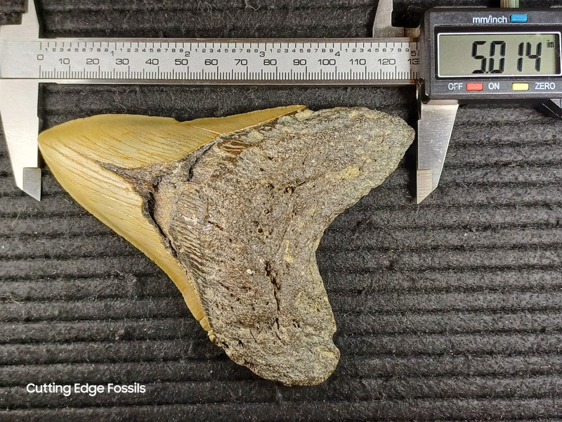 Megalodon Fossil Shark Tooth - 127.3mm / 5.0" Carousel 8