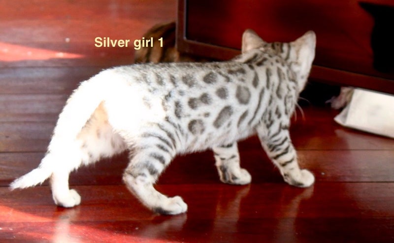 Exceptional Bengal Cubs62863237009281111