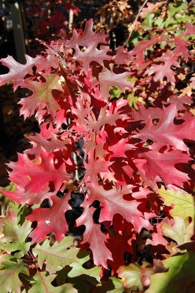 Quercus coccinea (Scarlet Oak) Awesome Colour! Large Grade!!!!!!!! Carousel 1
