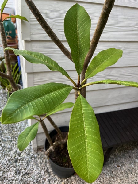 $1 Reserve-Outstanding Tall Frangipani Tree and Planter-150cms Carousel 2
