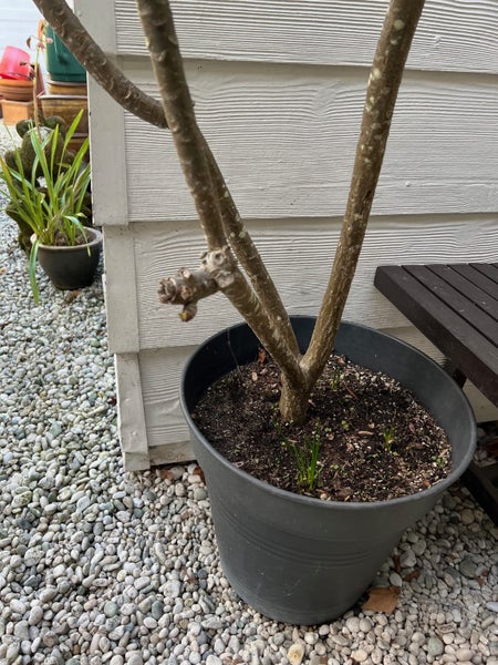 $1 Reserve-Outstanding Tall Frangipani Tree and Planter-150cms Carousel 3