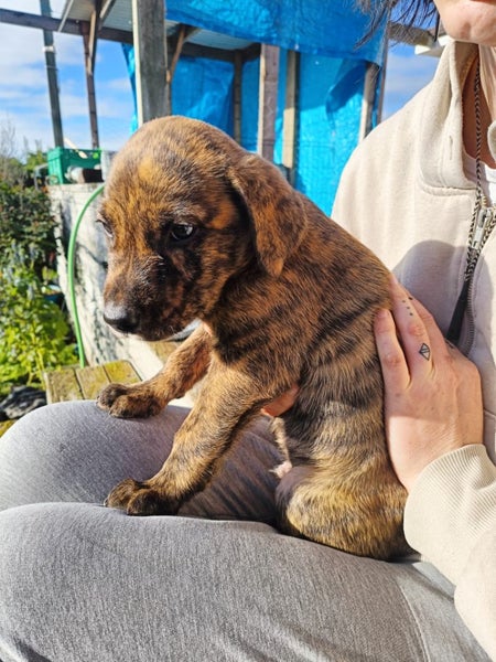 Cattle dog huntaway puppies ready to go! Carousel 2