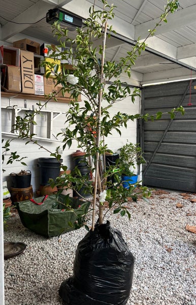 $1 Reserve-Gorgeous Flowering Early Pearly Camellia Tree-180cms Carousel 1