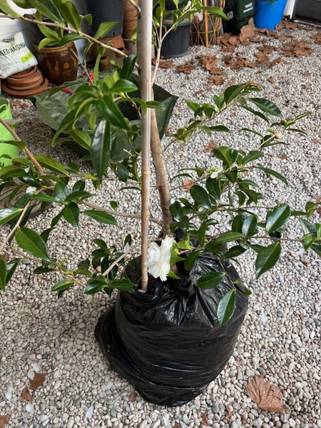 $1 Reserve-Gorgeous Flowering Early Pearly Camellia Tree-180cms Carousel 4