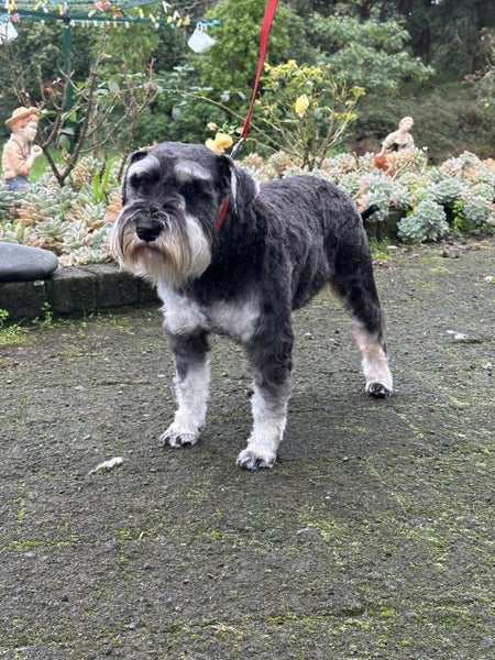 Miniature Schnauzer Carousel 1