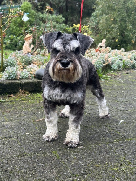 Miniature Schnauzer Carousel 2