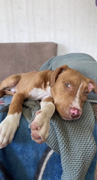 American Staffordshire looking for forever home Carousel 1