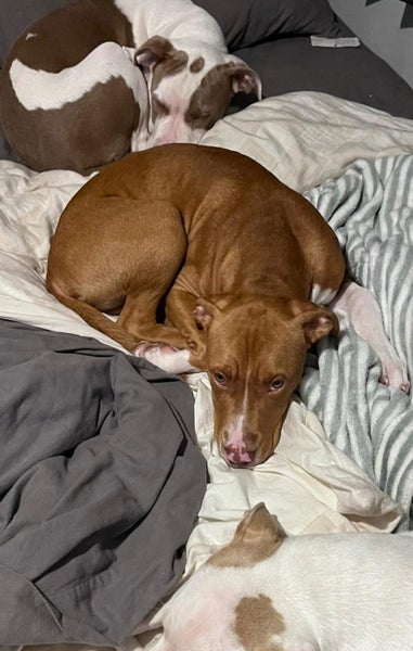 American Staffordshire looking for forever home Carousel 2