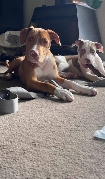 American Staffordshire looking for forever home Carousel 3