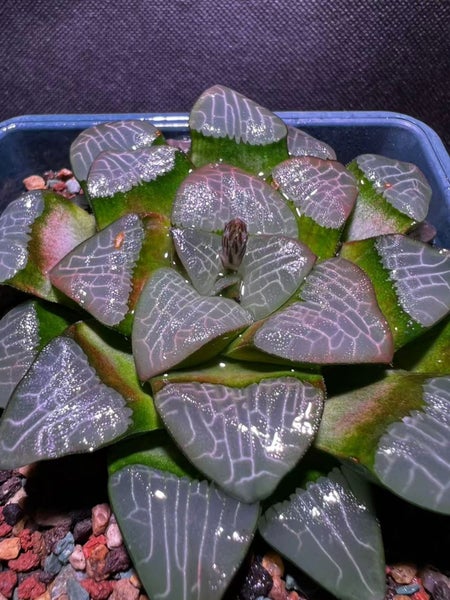 Haworthia Correcta mother plant Carousel 1