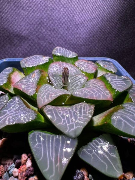 Haworthia Correcta mother plant Carousel 2