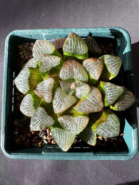 Haworthia Correcta mother plant Carousel 7