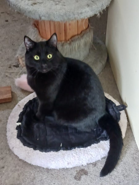 Black Cat Lost Carousel 2