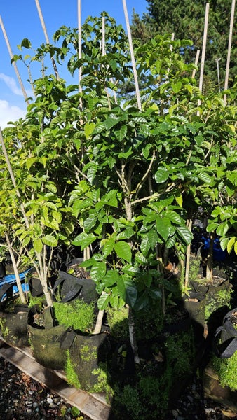 Vitex lucens - Puriri 16L...x25 Carousel 1