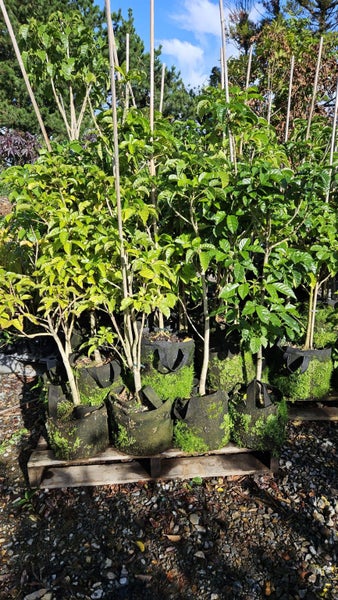 Vitex lucens - Puriri 16L...x25 Carousel 2