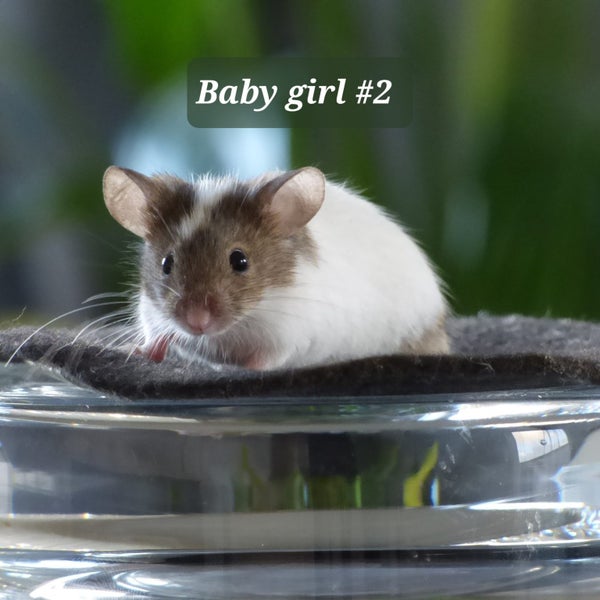 Beautiful little baby girl mice! Carousel 1