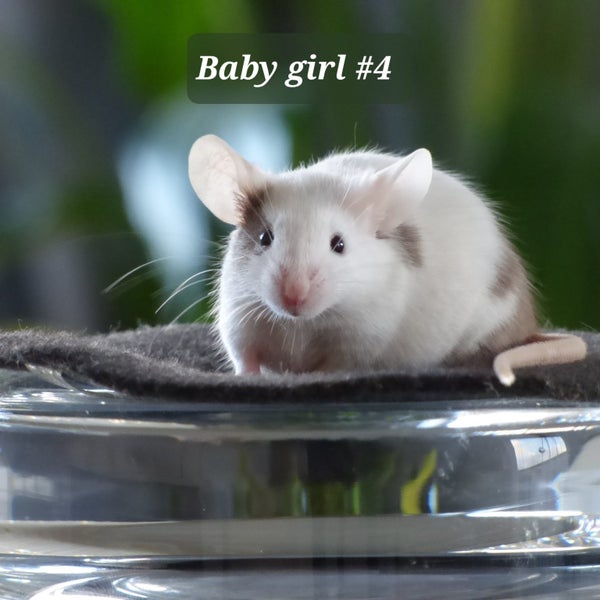 Beautiful little baby girl mice! Carousel 2
