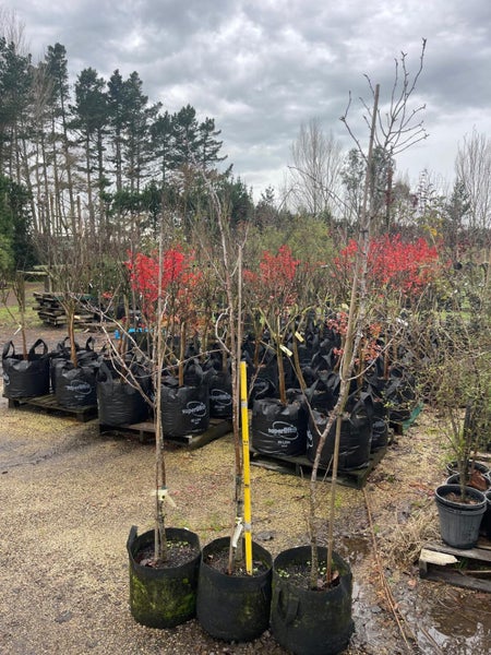 Pear, Beurre Bosc 30L , ht 2m-2.4m...x3 Carousel 1