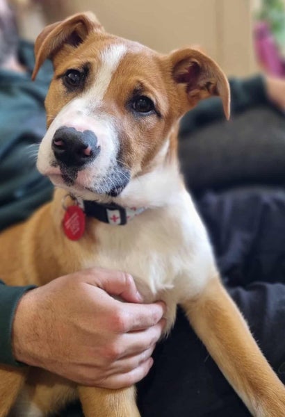 Pound Paws Rescue - Murphy, 5 months, Timaru Carousel 1