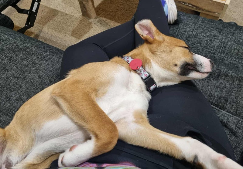 Pound Paws Rescue - Murphy, 5 months, Timaru Carousel 2