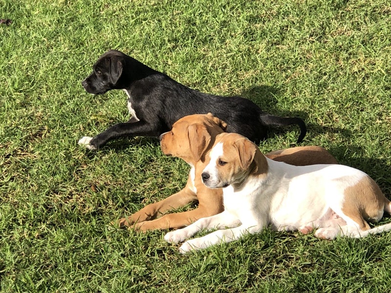 Adorable Labrador X puppies Carousel 1