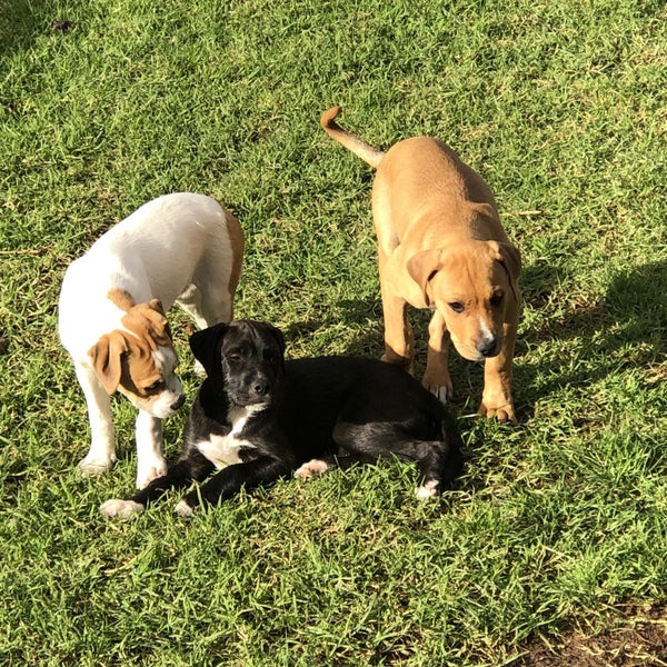 Adorable Labrador X puppies Carousel 2