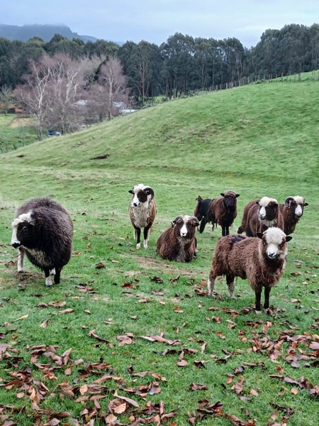 Arapawa Sheep Wool62864729608450112