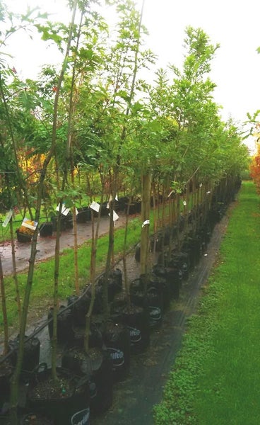 Quercus coccinea (Scarlet Oak) Awesome Colour! Large Grade!!!!!!!! Carousel 2