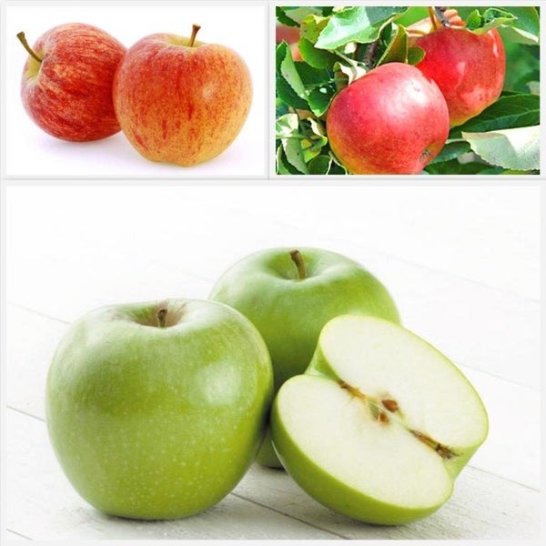 Fruit trees- 4 Assorted apples and plums Carousel 1