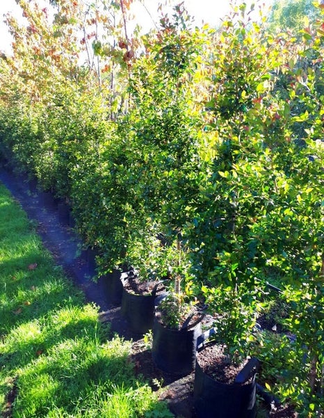 Syzygium australe (Lilly Pilly) Great Hedging Carousel 1