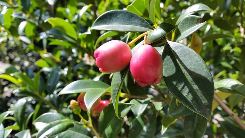 Syzygium australe (Lilly Pilly) Great Hedging Carousel 2