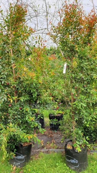 Syzygium australe (Lilly Pilly) Great Hedging Carousel 4