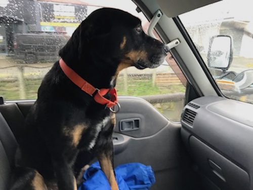 Tasman Pound Dog Baxter is looking for a home Carousel 2