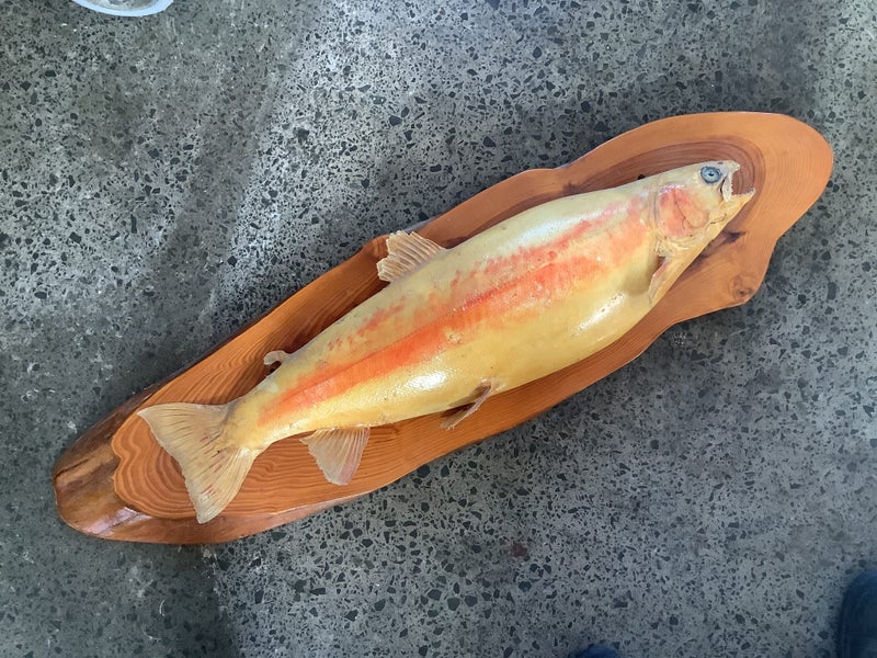 Taxidermy trout trophy size. Carousel 1