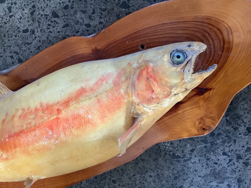 Taxidermy trout trophy size. Carousel 2