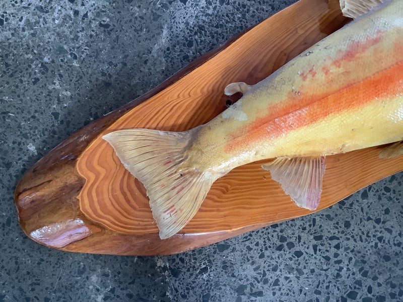 Taxidermy trout trophy size. Carousel 4