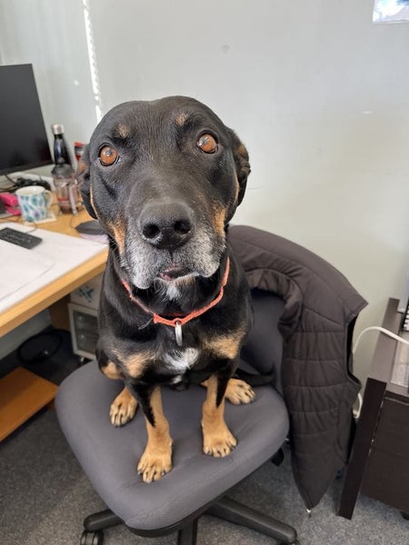 Tasman Pound Dog Baxter is looking for a home Carousel 1